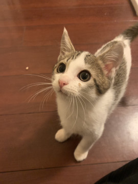 控えめ男子 人も猫も大好き(兄弟②)