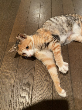 人が大好きなもみじちゃん