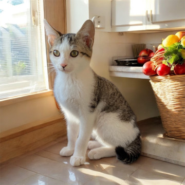 イケニャンの男の子