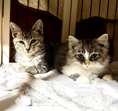 猫]香川県の里親募集 凛々しくて男前のサバトラ猫