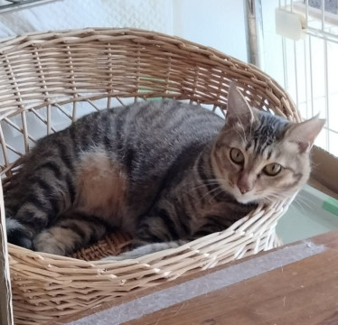 飼い主との握手が好きな可愛い女の子