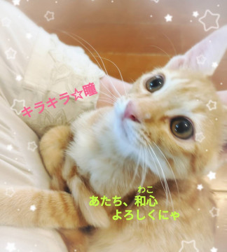 <緊急募集>癒やされ系の可愛い女の子です