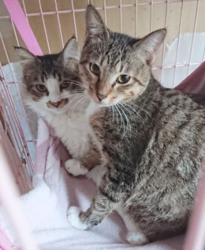 臆病な兄妹オス健康！おとなしいです