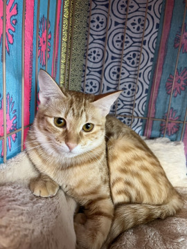 シャーシャーな子猫 少し落ち着いたナミ