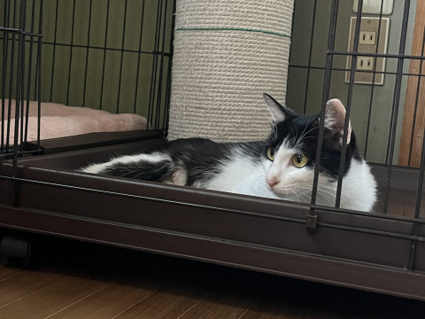 子猫と一緒に保護しました