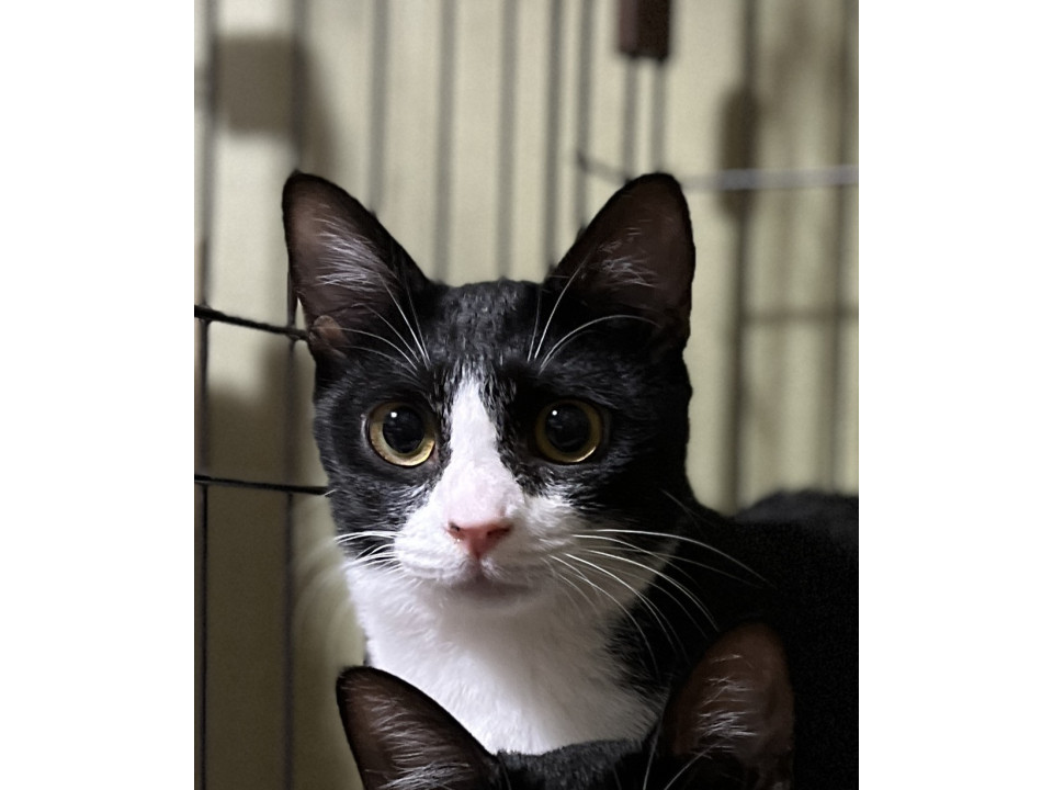 倉庫で生まれた子猫1