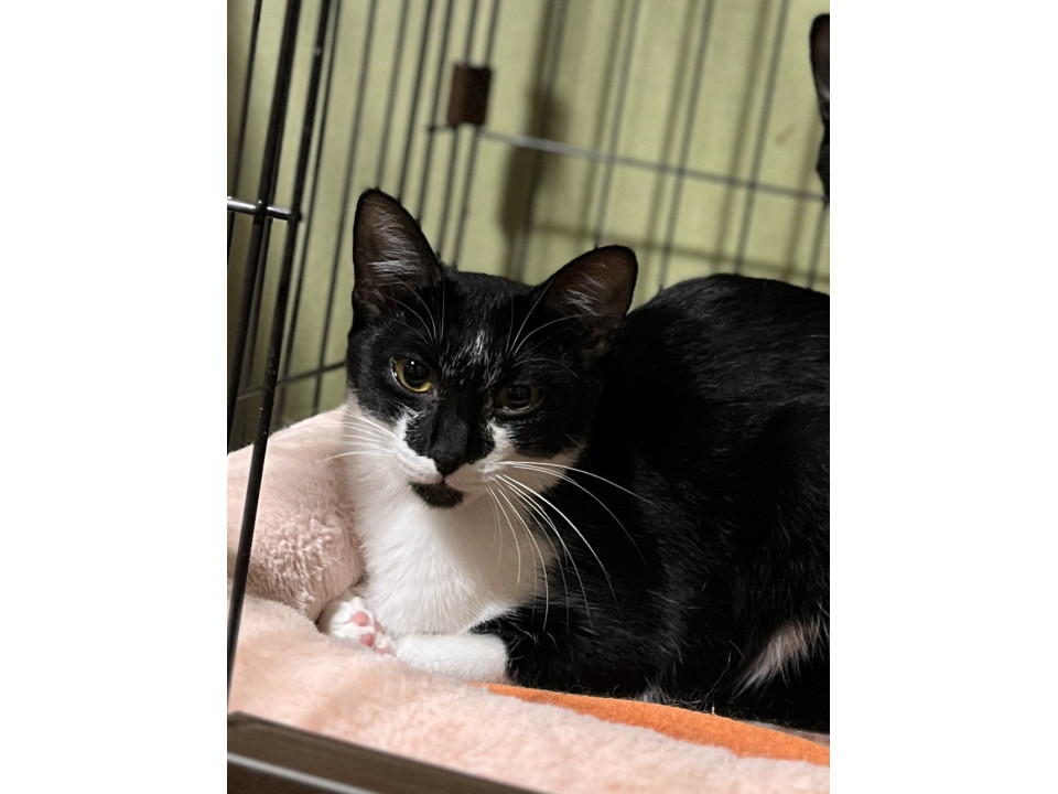 倉庫で生まれた子猫2