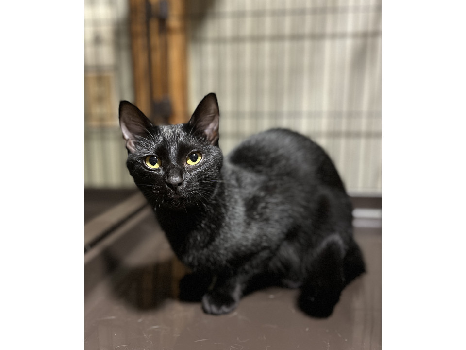 倉庫で生まれた子猫3