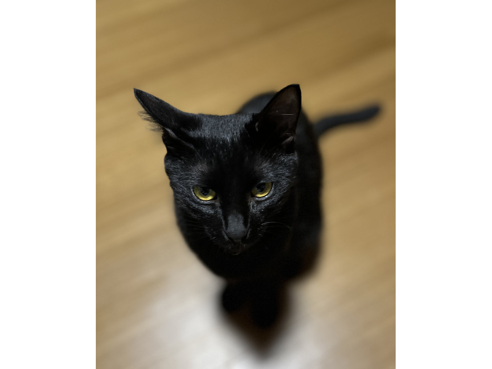 倉庫で生まれた子猫4