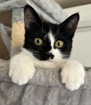 黒白仔猫里親募集