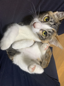 おっとりお膝大好きゴロゴロ子猫♡
