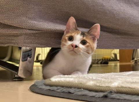 可愛いミケ猫ちゃん。