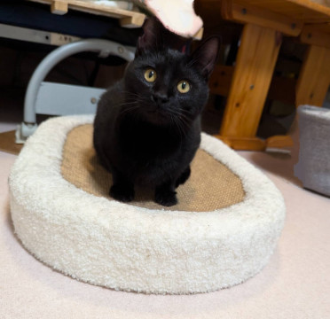 可愛い黒猫の男の子。