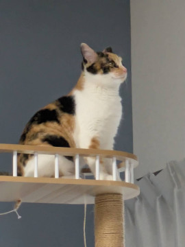とてもキレイな三毛猫の女の子です。