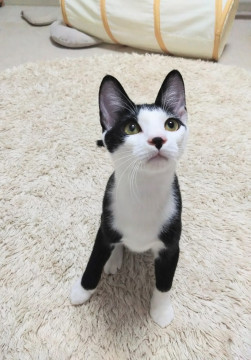 前髪靴下猫