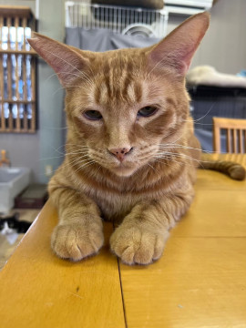 人馴れ抜群☆甘えん坊♡茶トラ男子