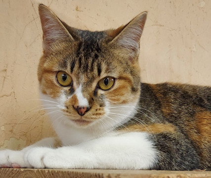 元気いっぱい☆ツンデレ☆三毛美人