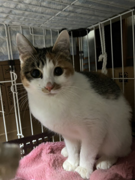 可愛い三毛猫ちゃん