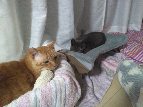 臆病さんな黒猫