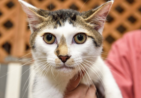 こうた君。ハンディに負けないけなげな子。