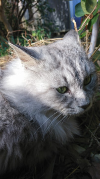 もふもふ 美猫 長毛くん