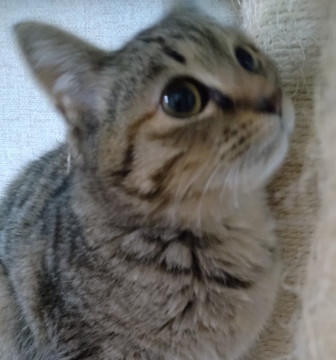 かわいいキジトラのちこちゃんです
