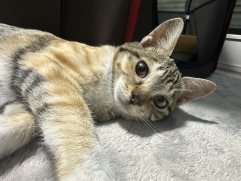 甘え坊な花ちゃんです。