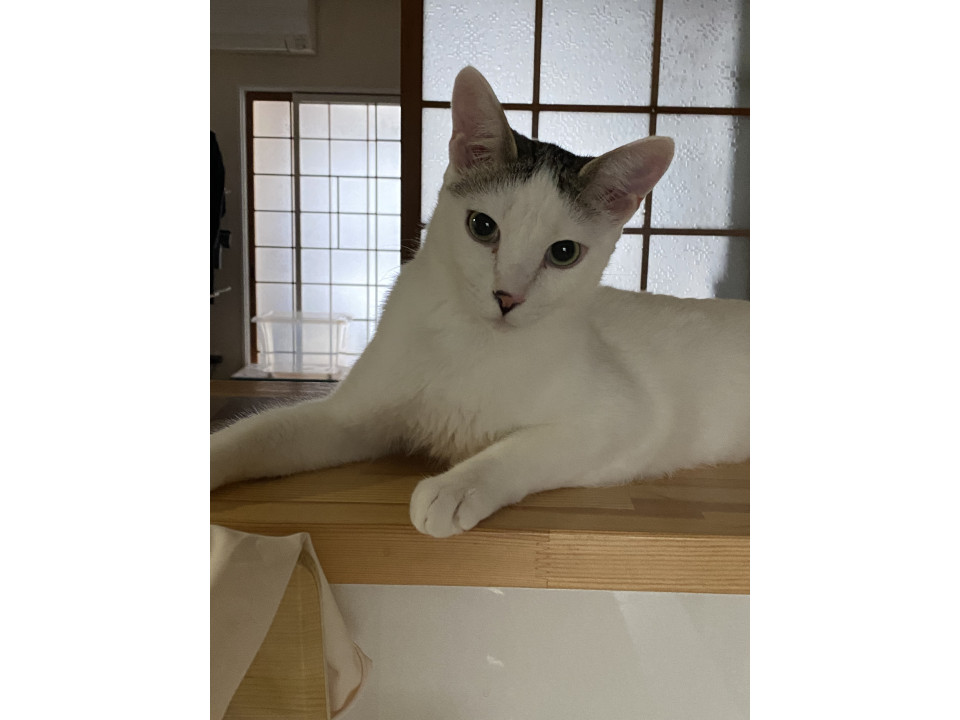 イケニャン6ヶ月の男の子