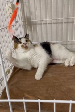 おっとりのんびりな三毛猫ちゃん6ヶ月