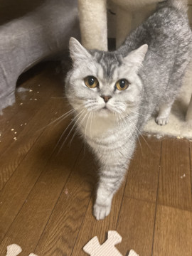 大人しいブリティッシュの女の子