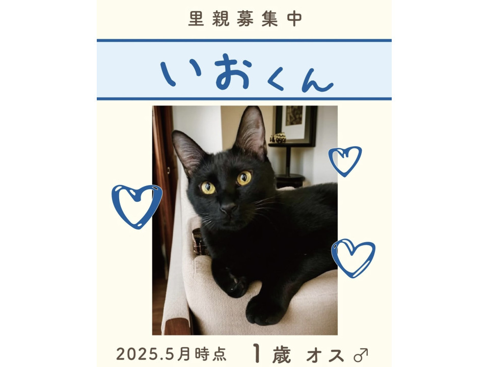 甘えん坊な黒猫男子❤️