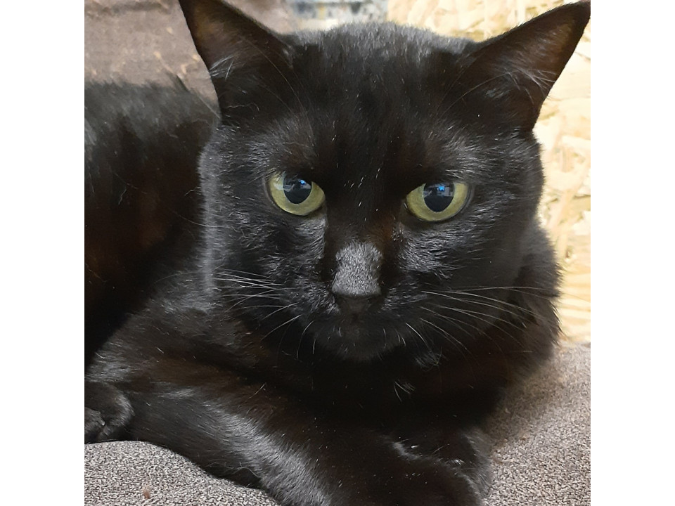 猫なら黒猫！という方是非！