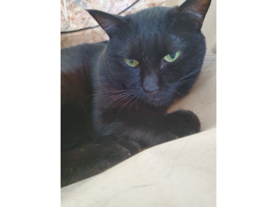黒猫推しの方、待ってます❗️