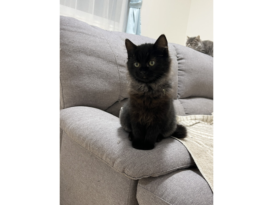 4兄妹フワフワの黒猫女の子るな