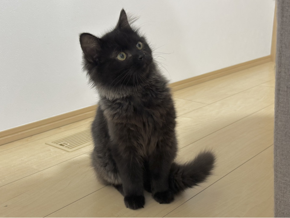 4兄妹フワフワ黒猫男の子くー