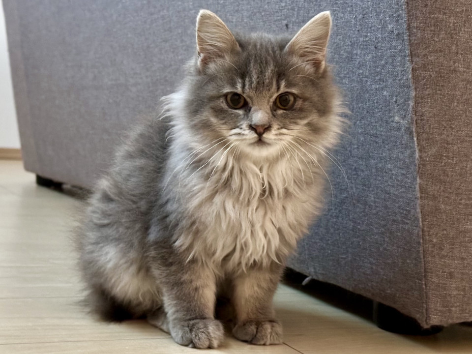 猫]埼玉県の里親募集 4兄妹ふわふわグレー男の子れお