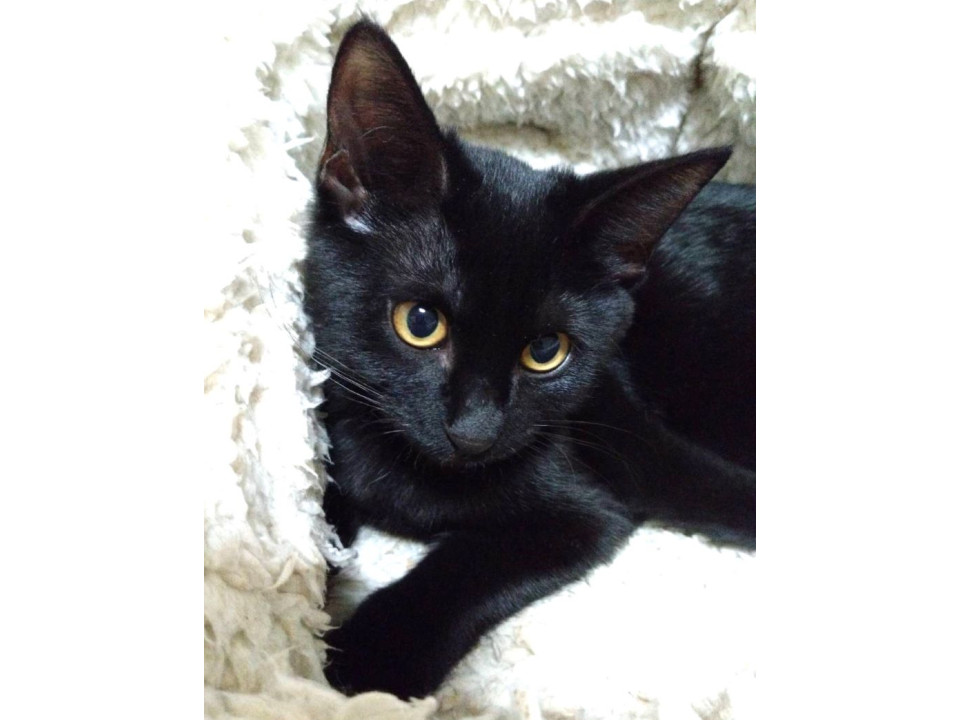 初対面でもゴロゴロ♪黒猫キキちゃん