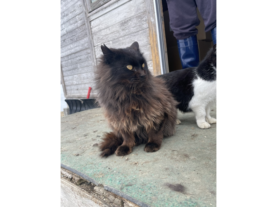 黒長毛(大人)①の里親募集(猫エイズ＋)