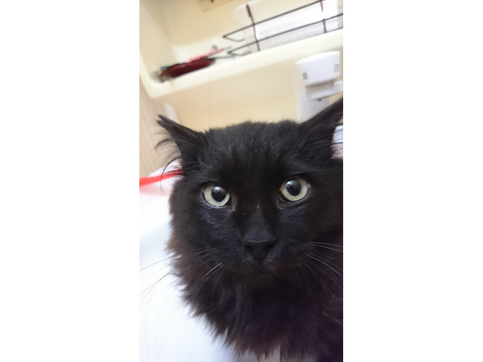 長毛 美形な黒猫くん