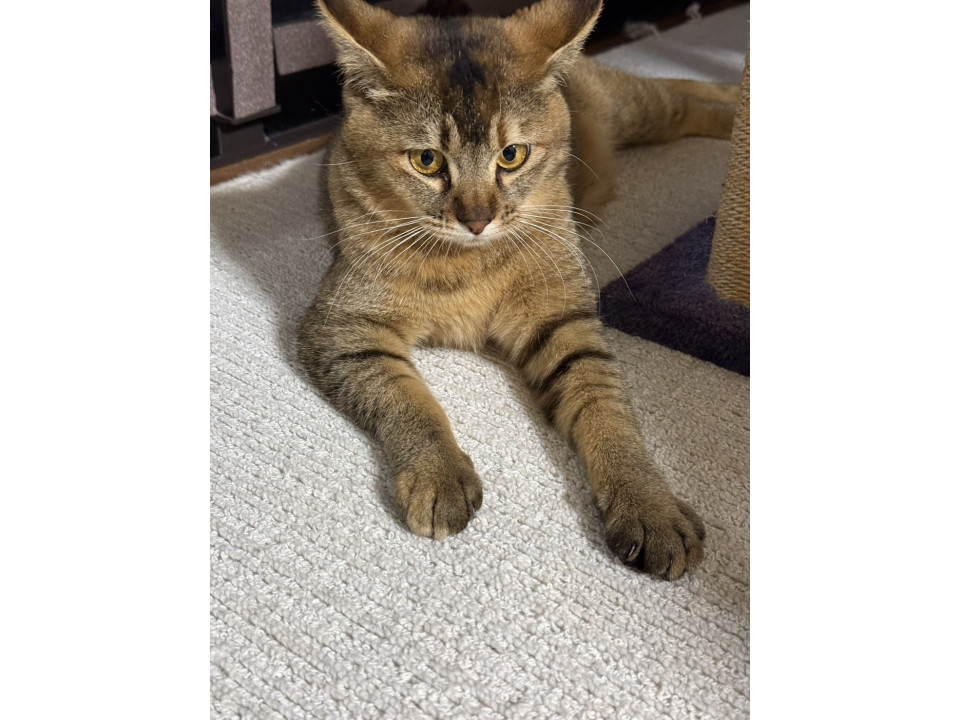 保護猫ちゃんのオスとメスの兄妹の里親募集