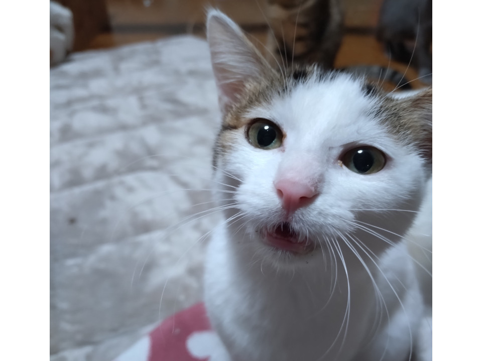 甘えっ子　けい