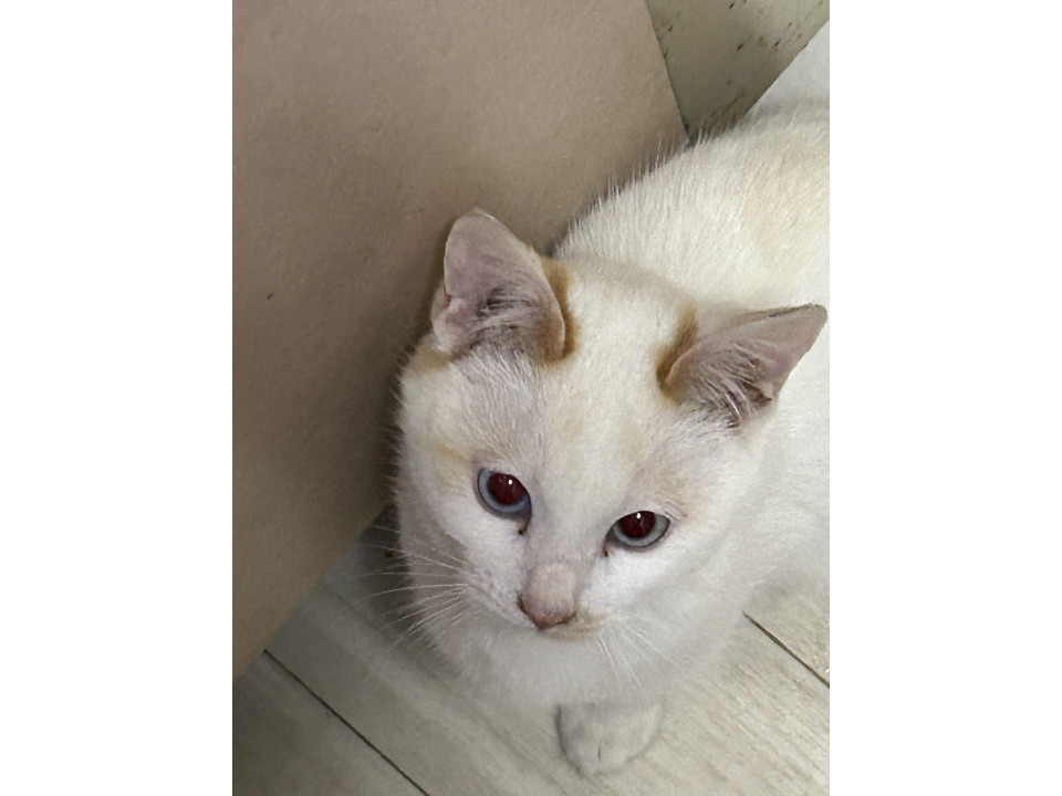 子猫の里親募集(シャム系、白茶)
