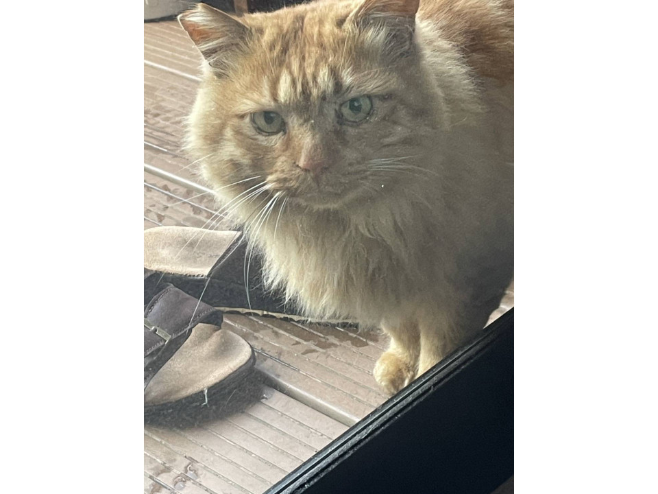 フサフサ長毛茶猫です