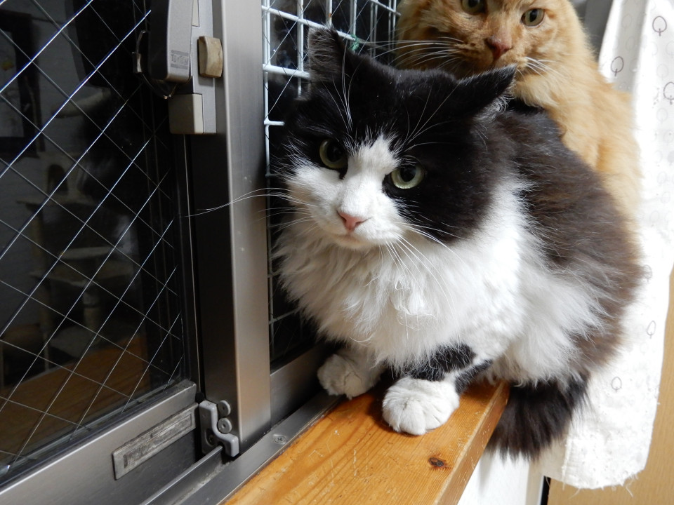 フサフサ美猫です