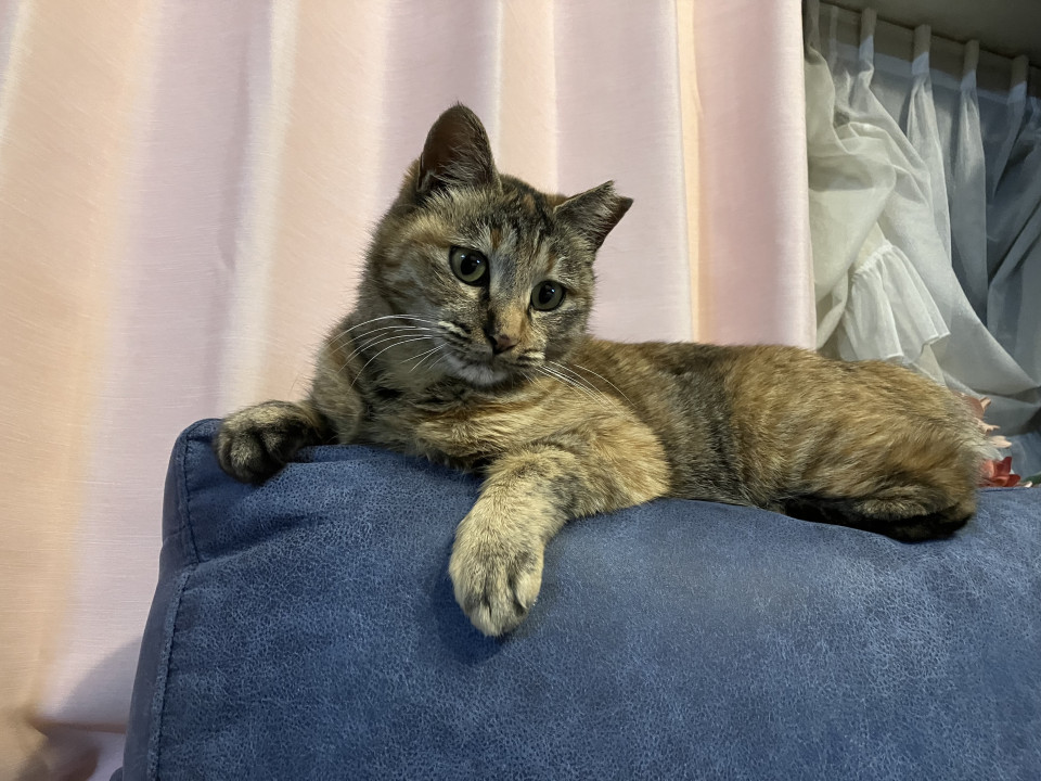 可愛いサビの猫ちゃん