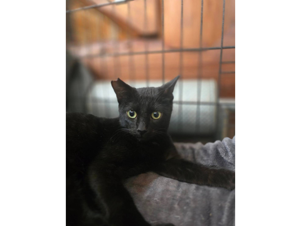 可愛い黒猫の男の子