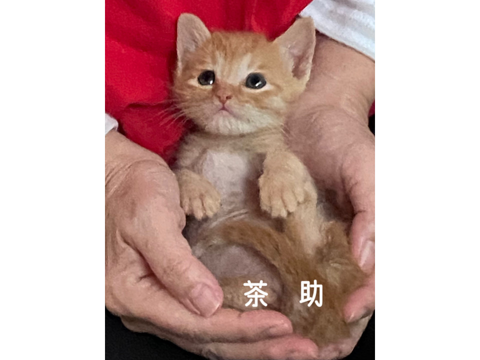 元気いっぱい!もうすぐ2ヶ月の茶トラ