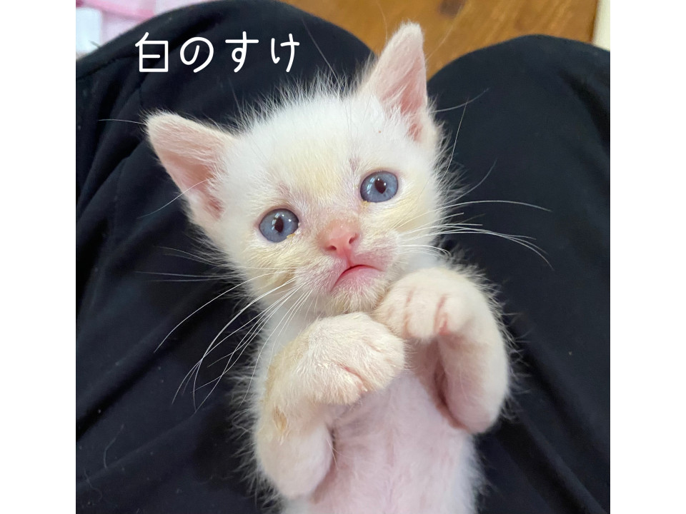 好奇心旺盛!もうすぐ2ヶ月の白ミックス