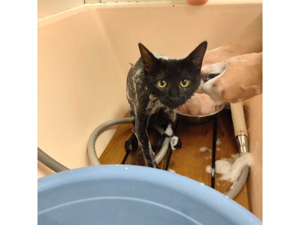 推定8月下旬生まれ 穏やか黒猫あずま♂