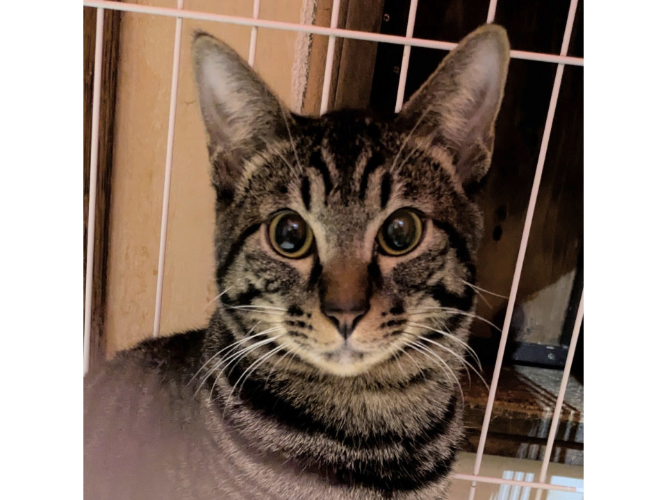 貫禄あるおっさん顔？の賢く思慮深い子